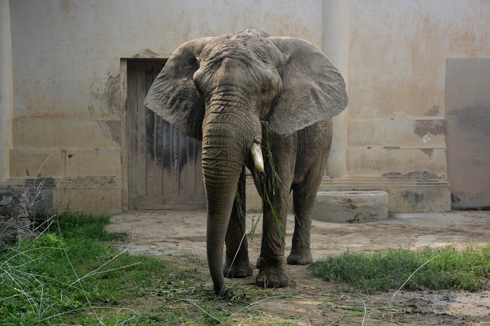 an elephant with tusks