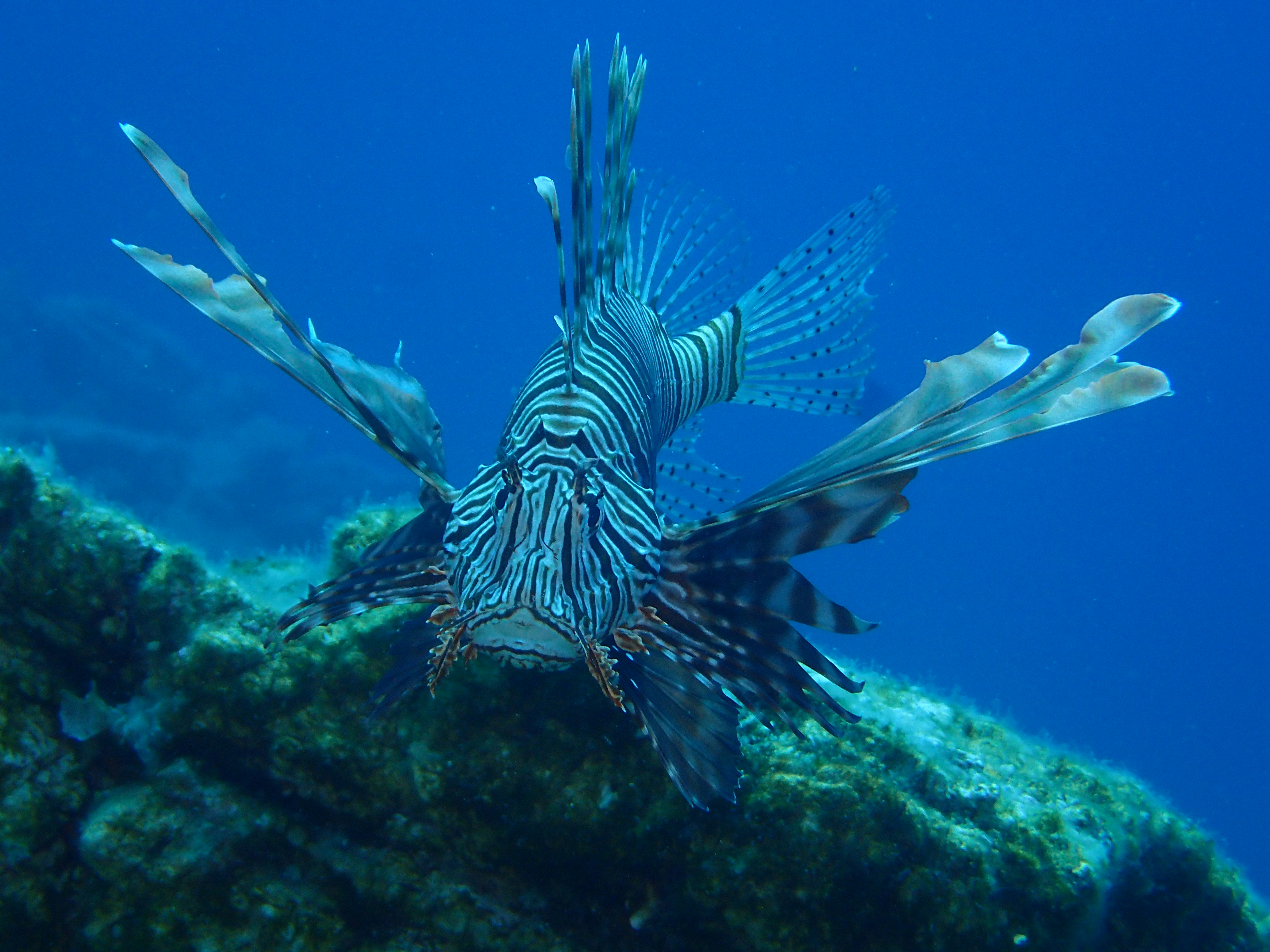 seekor ikan berenang di air