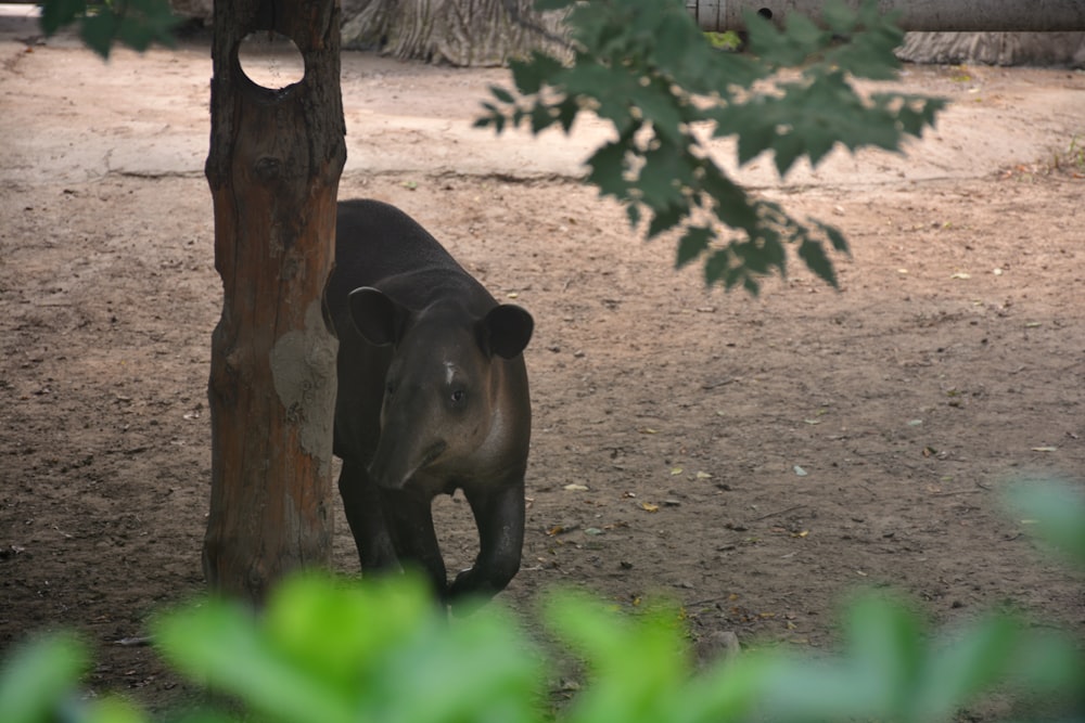 an elephant in a zoo exhibit