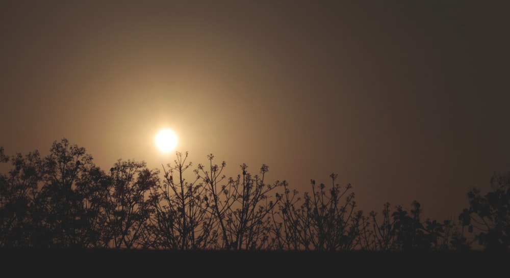 the sun setting behind trees