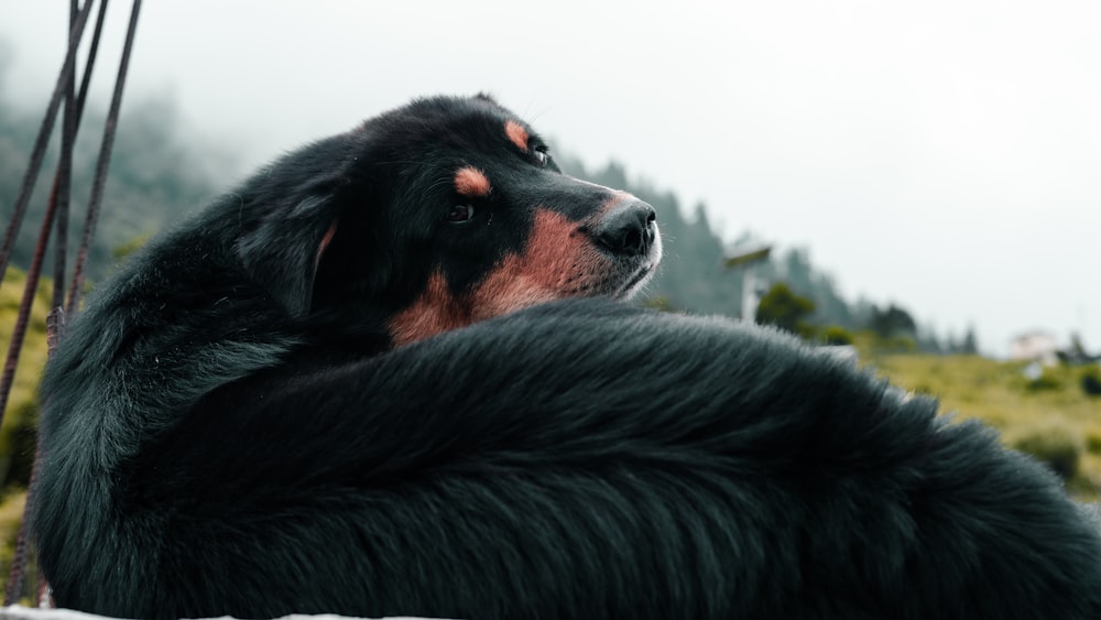 a black dog with a red nose