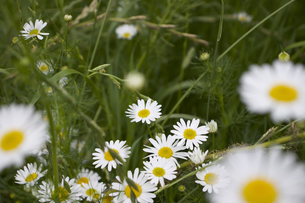 a group of white flowers