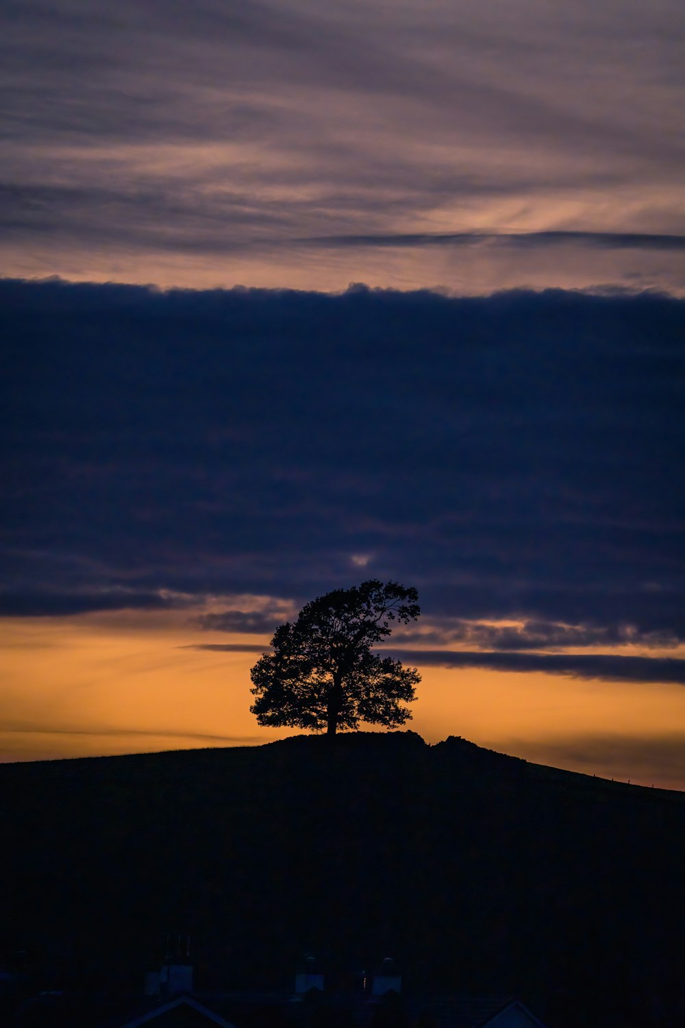 a tree on a hill