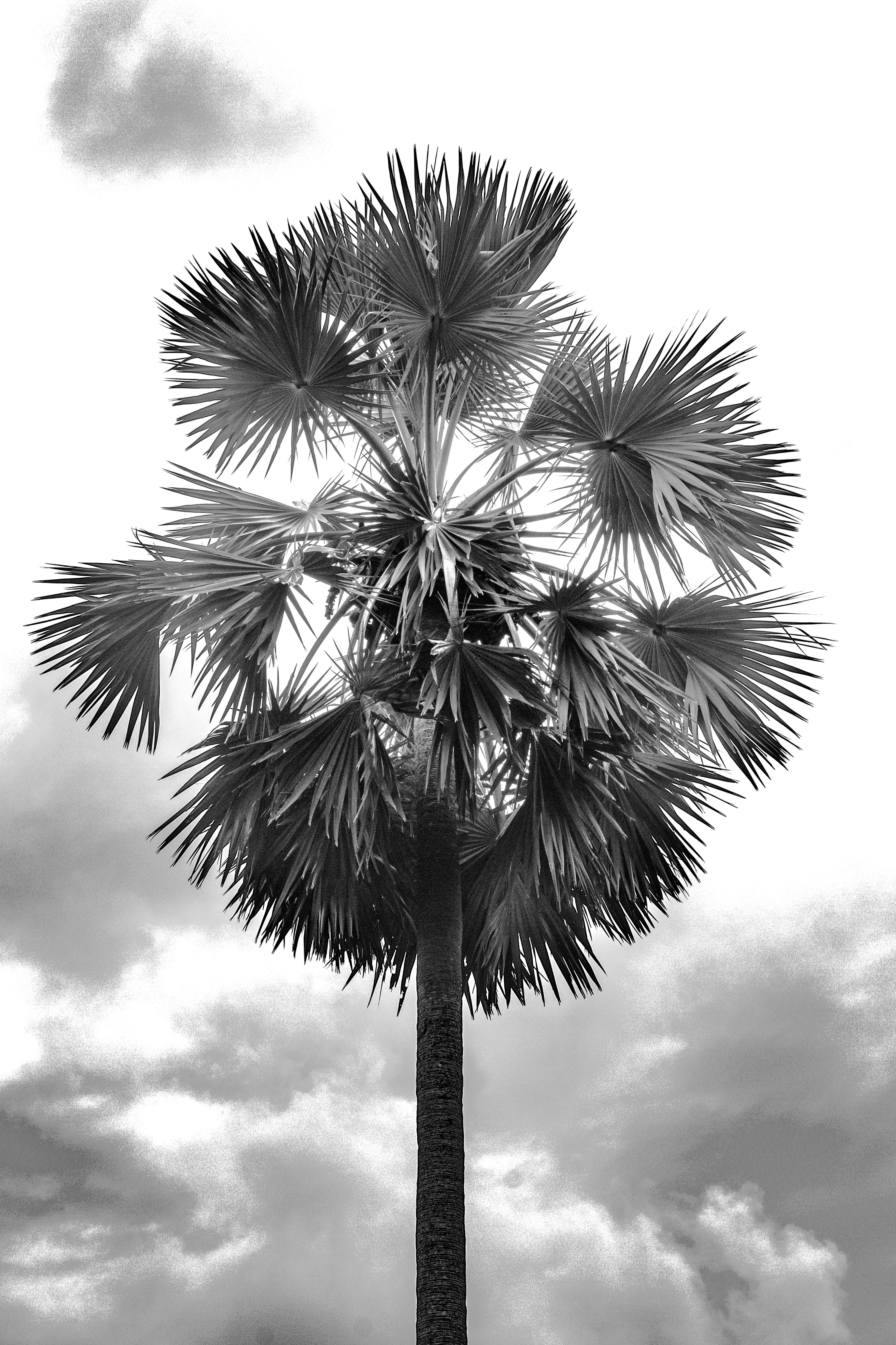 a black and white photo of a palm tree with clouds in the background