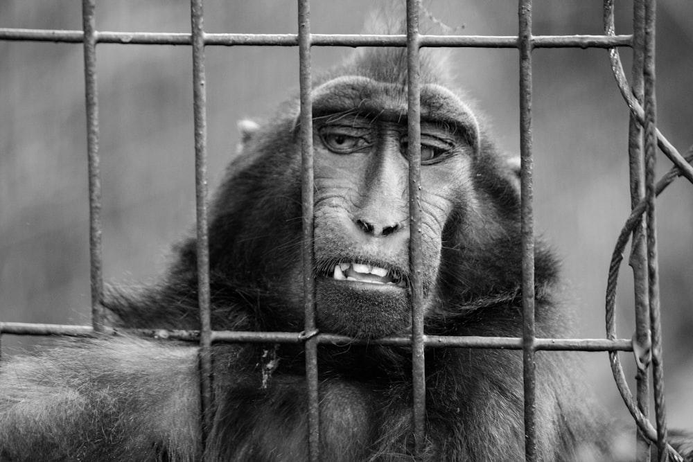 a monkey behind a fence