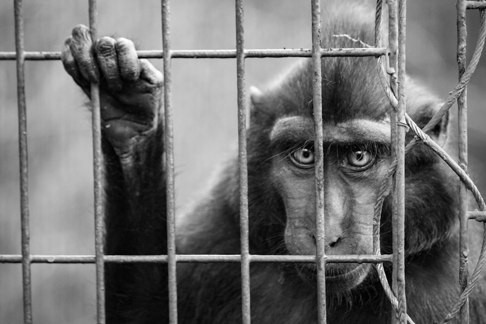 a monkey behind a fence