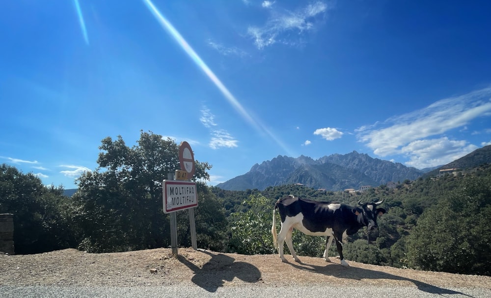 una mucca in piedi su una strada