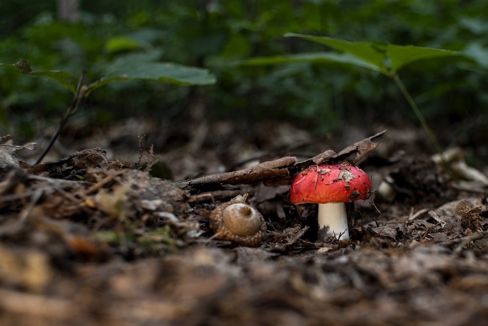 a red mushroom and a white mushroom