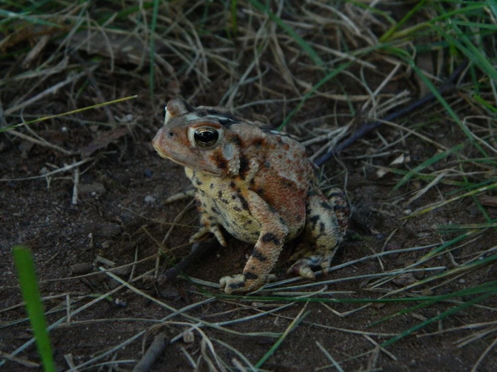 a frog sitting in the grass