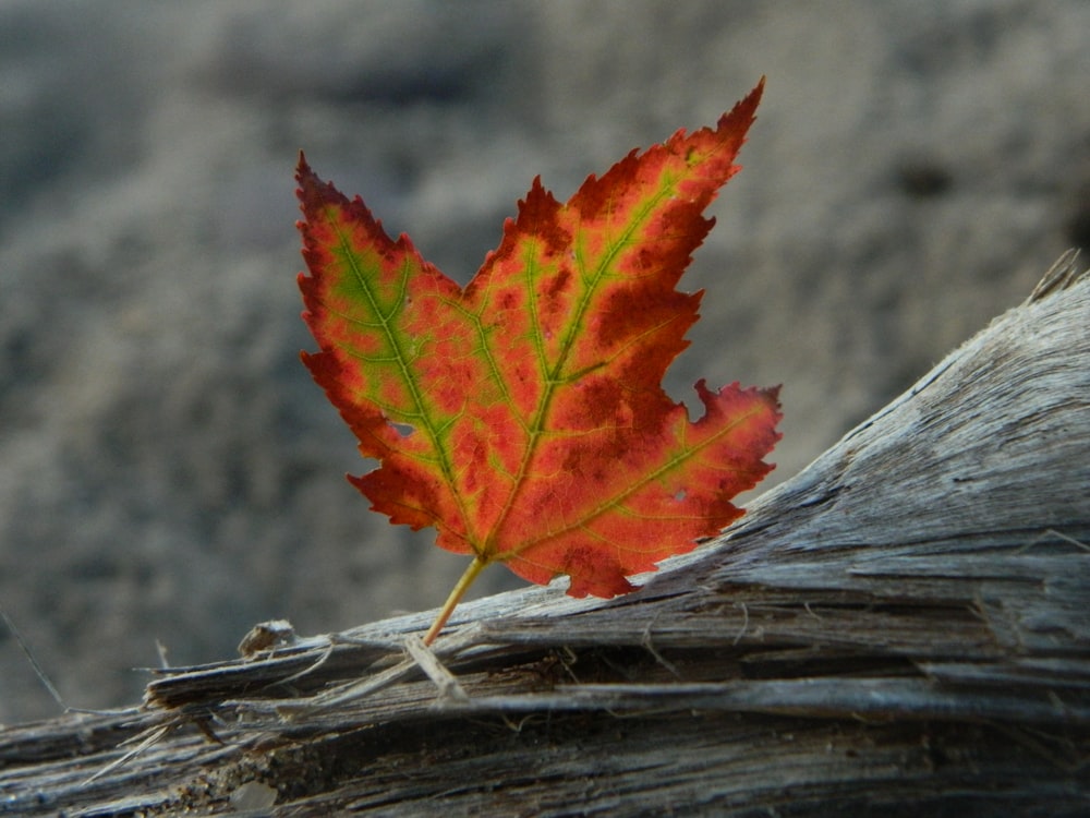 a close up of a leaf