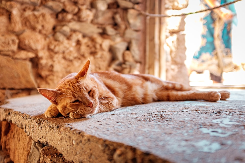 a cat sleeping on a ledge
