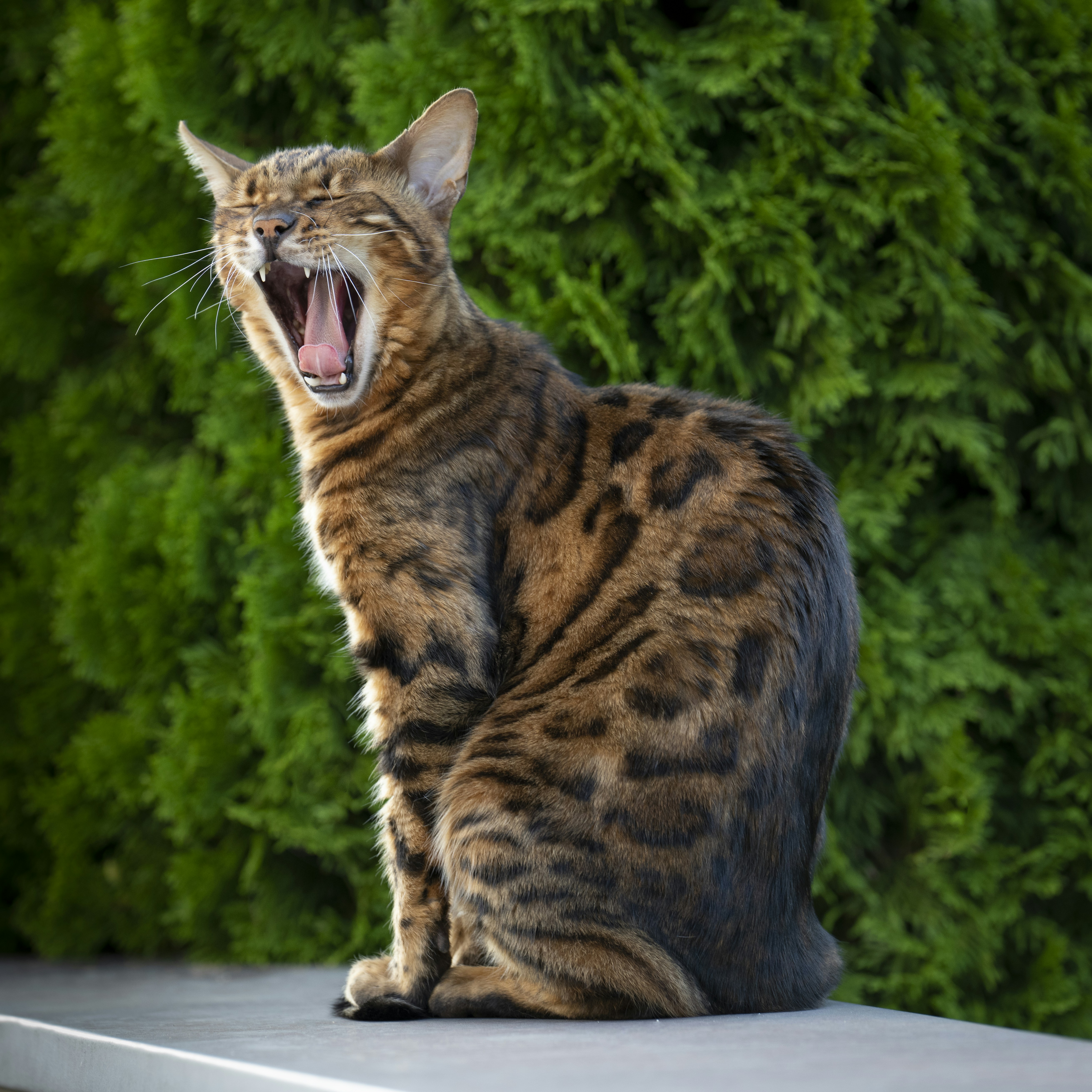 a cat with its mouth open