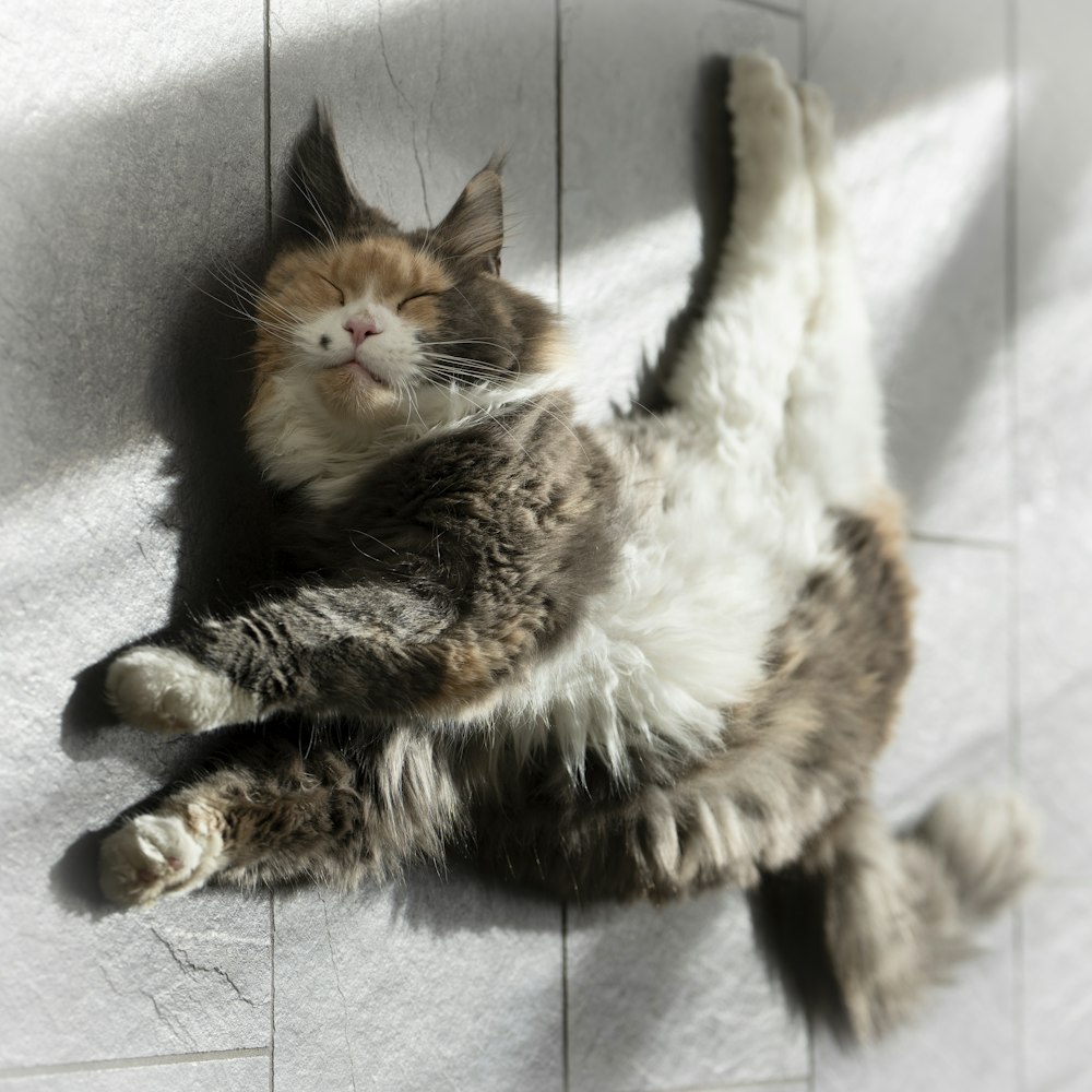 a cat lying on its back