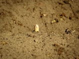 A single asparagus spear emerges from the soil, surrounded by a largely barren landscape of brown earth. The scene suggests a farming or gardening context with minimal vegetation visible.