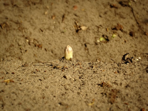 A single asparagus spear emerges from the soil, surrounded by a largely barren landscape of brown earth. The scene suggests a farming or gardening context with minimal vegetation visible.