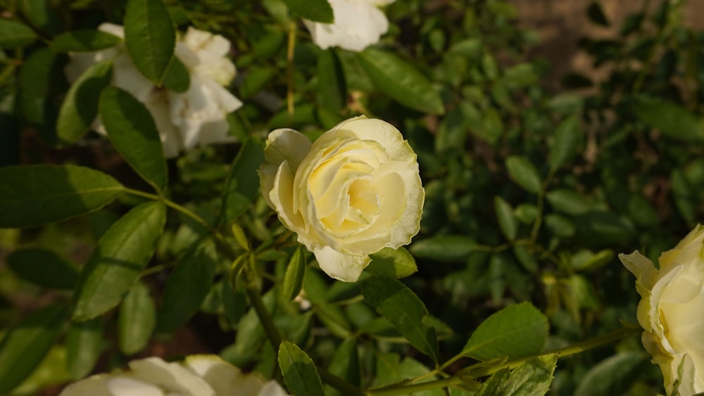 a close up of a flower