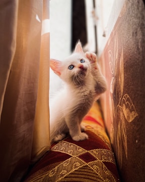 A smiling family welcoming a playful kitten into their bright living room.