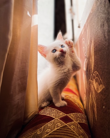 A fluffy white kitten with bright blue eyes is playfully sitting on a woven, patterned cushion. It is surrounded by soft, light-colored curtains that create a warm, cozy atmosphere with the natural light filtering through.