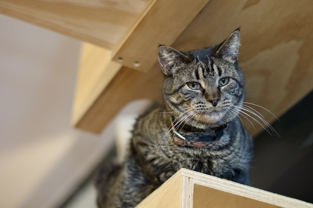 a cat wearing a bow tie