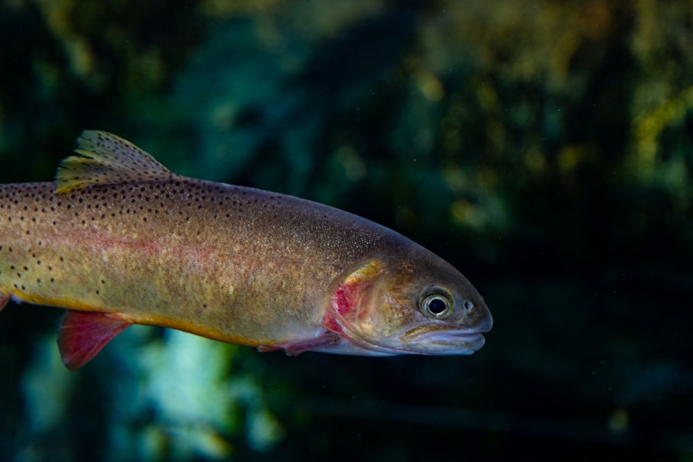 a fish swimming in water