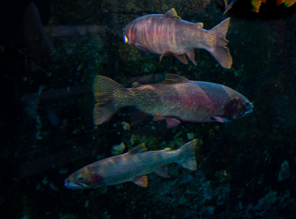 a group of fish swimming in the water