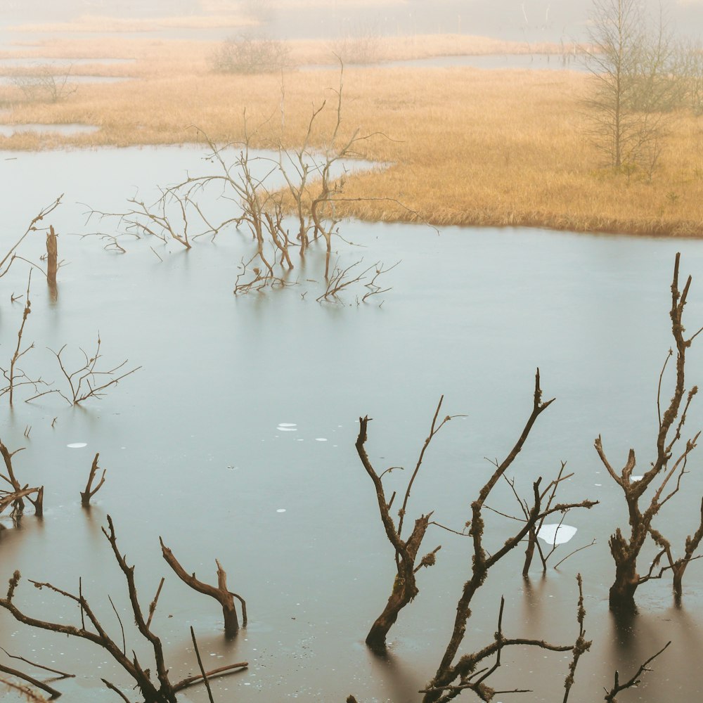 a body of water with trees around it