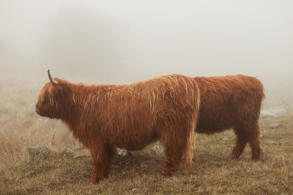 a large brown yak