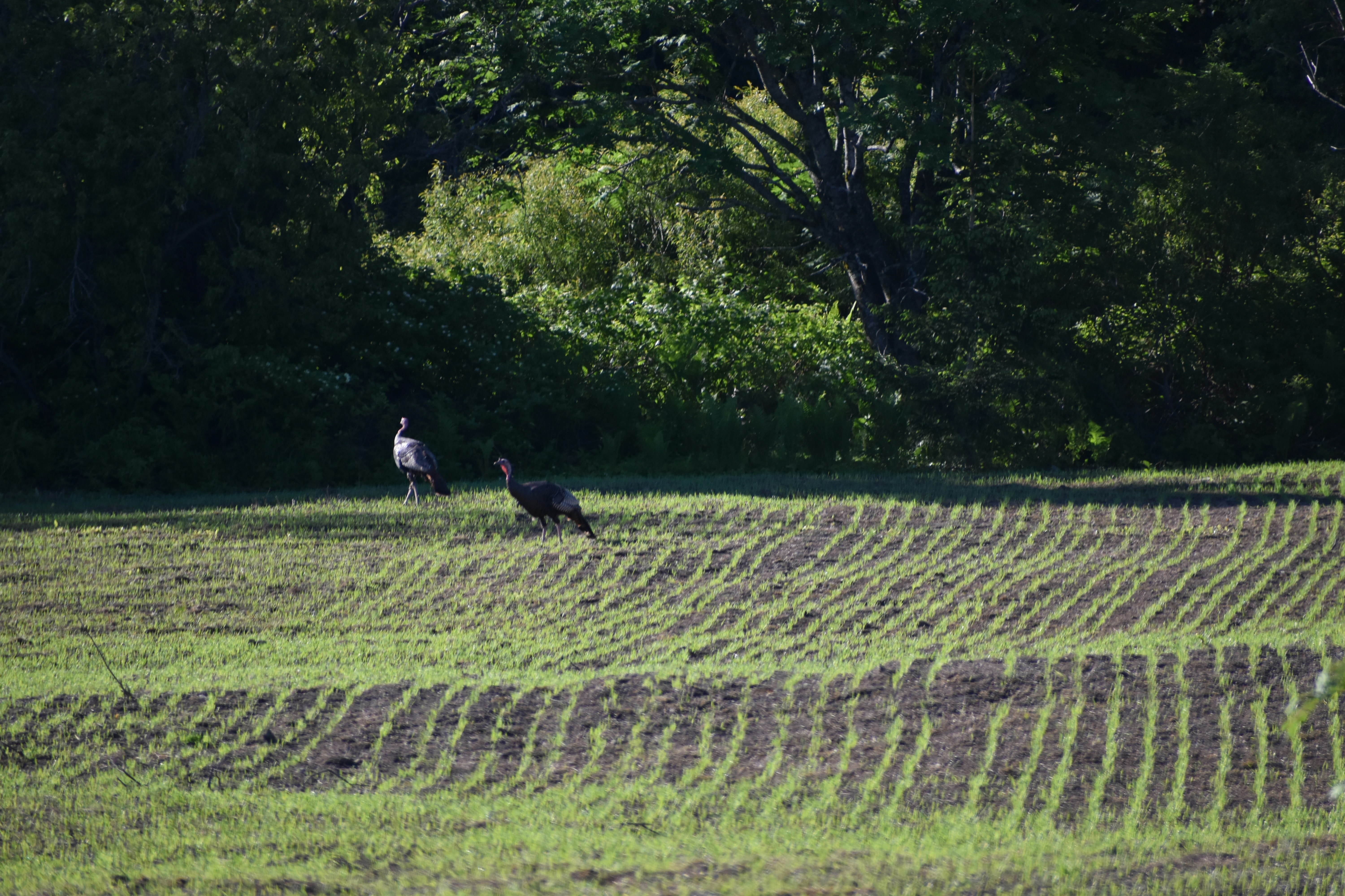 Chasse d'eau qui coule