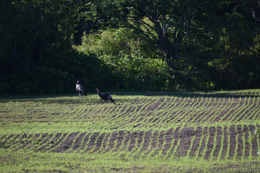 Un grupo de pájaros en un campo