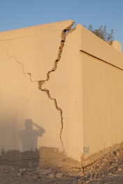 a tree growing out of a building