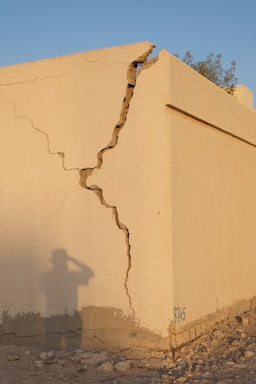 a tree growing out of a building