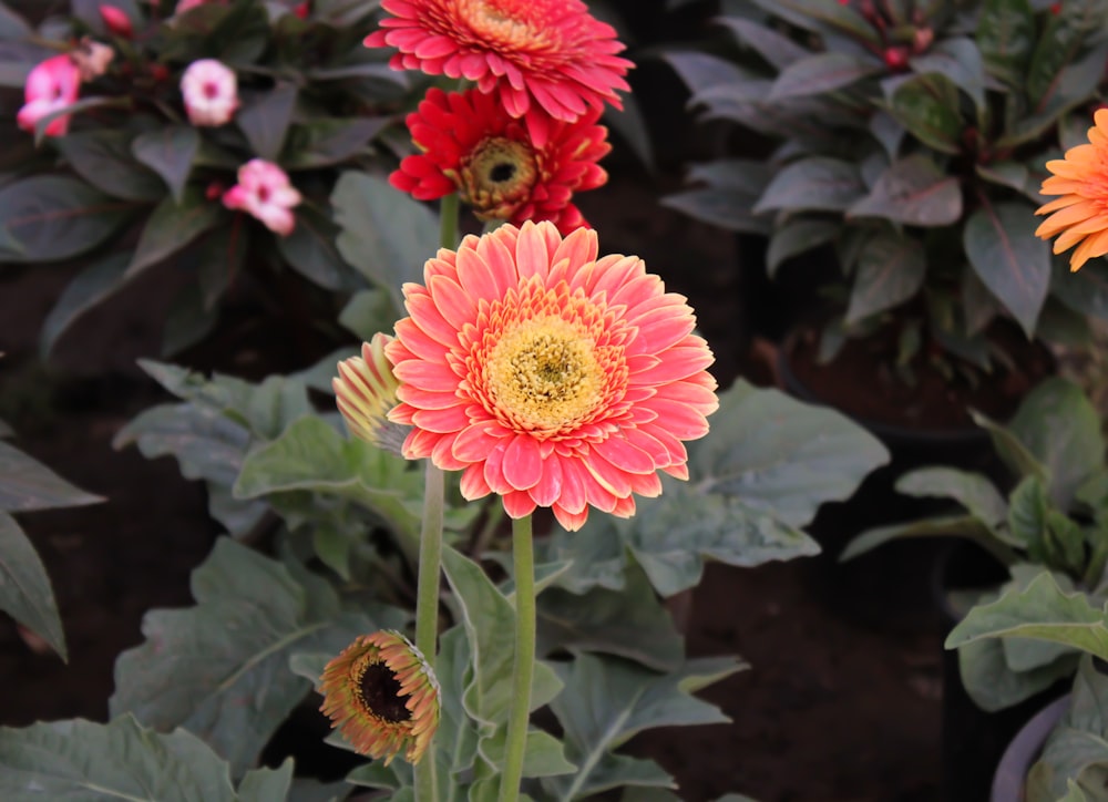 a group of flowers