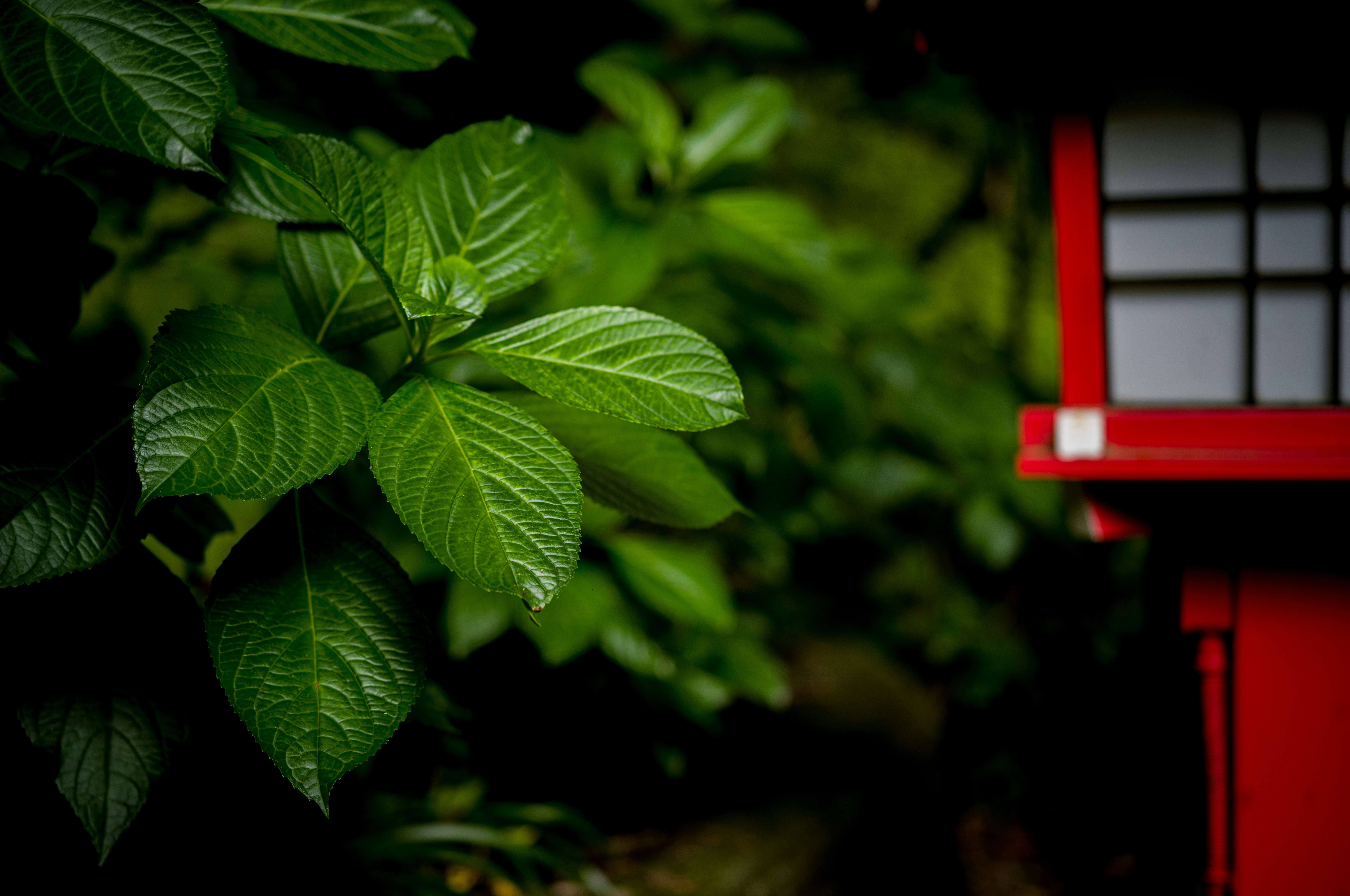 a close up of a plant