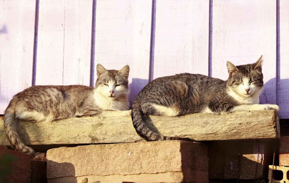 two cats lying on a ledge