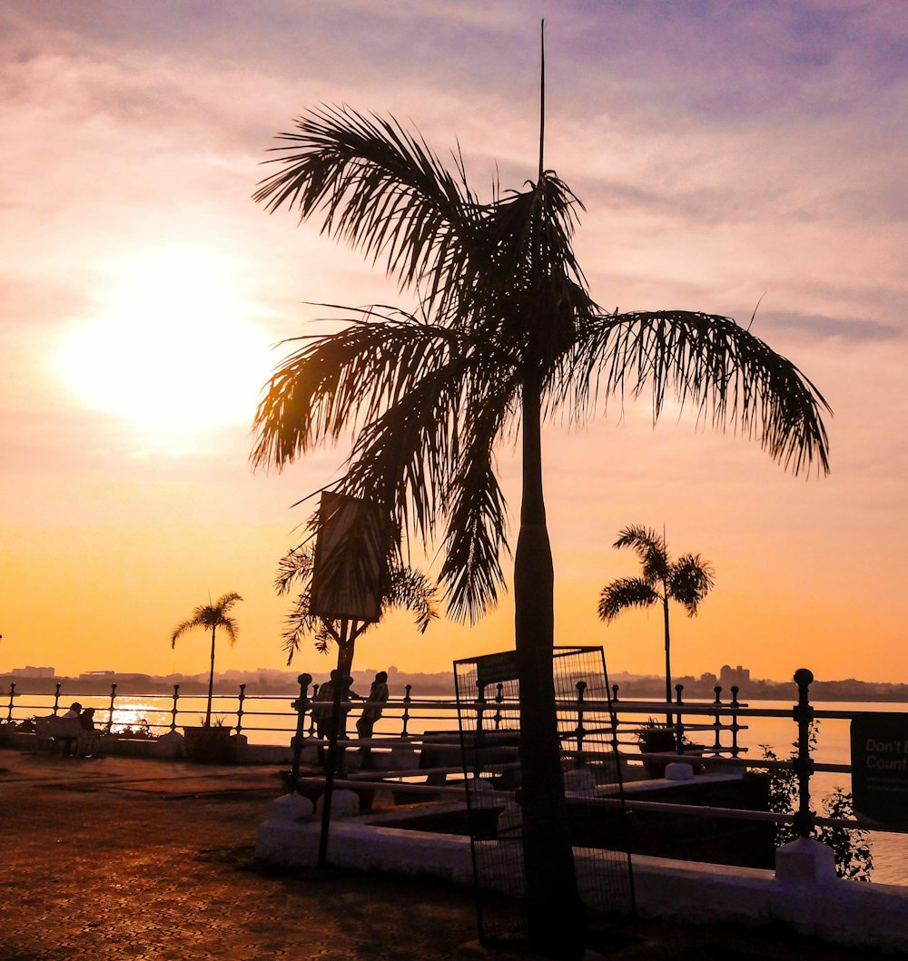 a palm tree on a beach