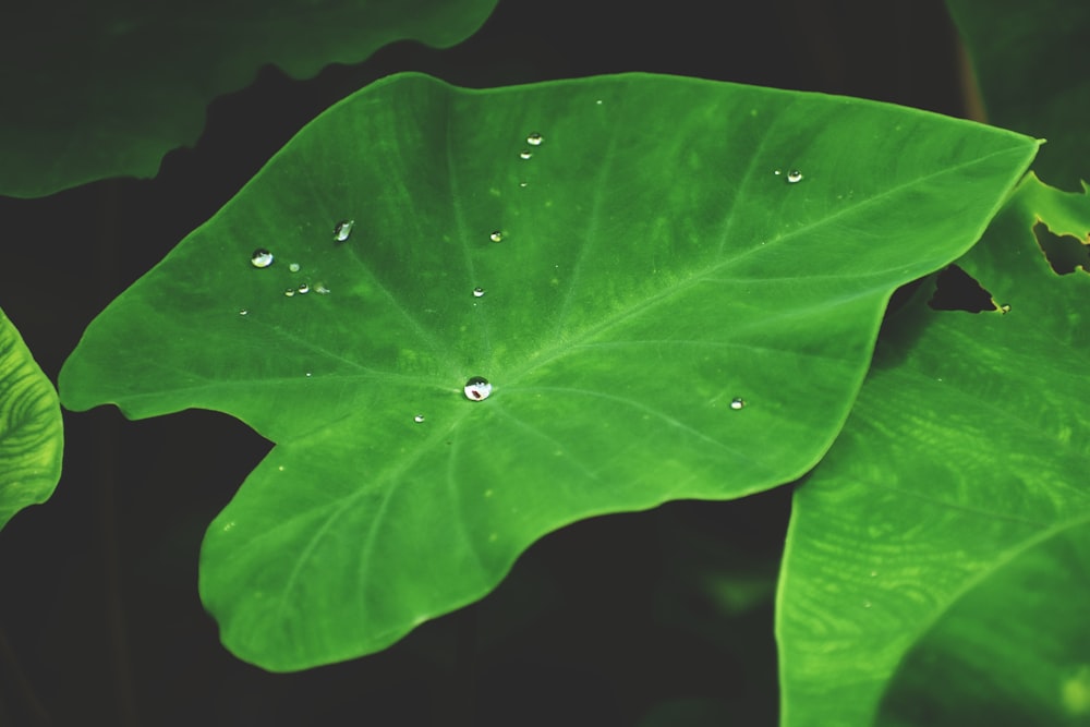 a close up of a leaf