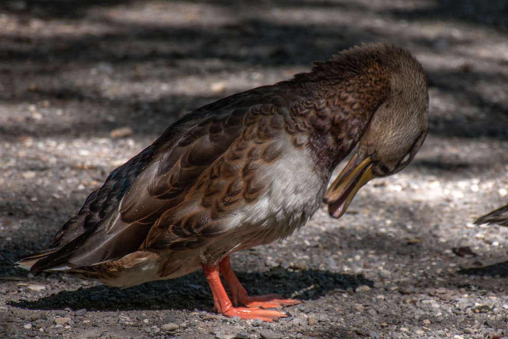 a bird with a yellow beak