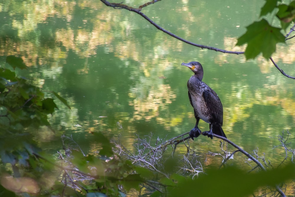 a bird sits on a branch