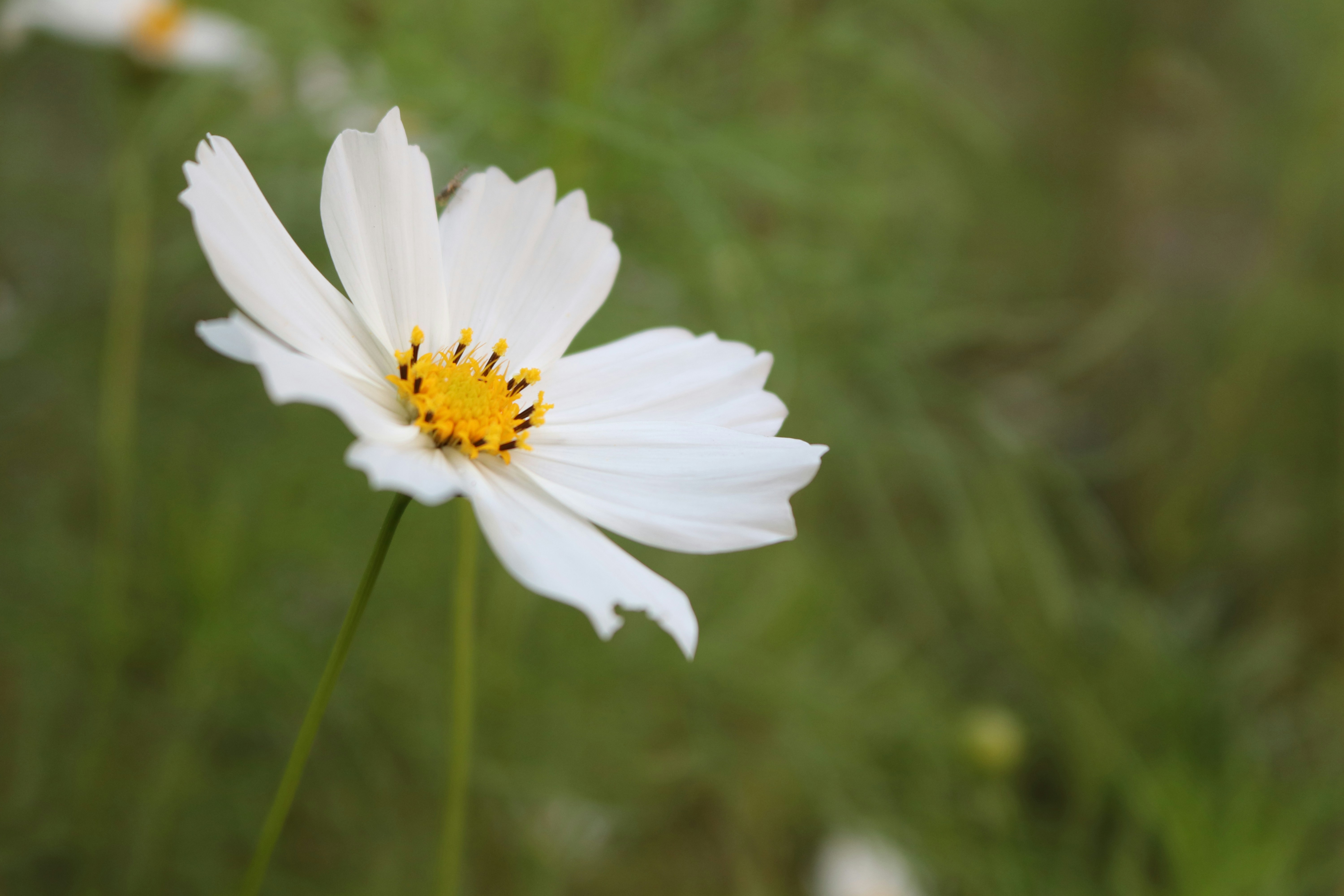 Photo by hasanjahid423