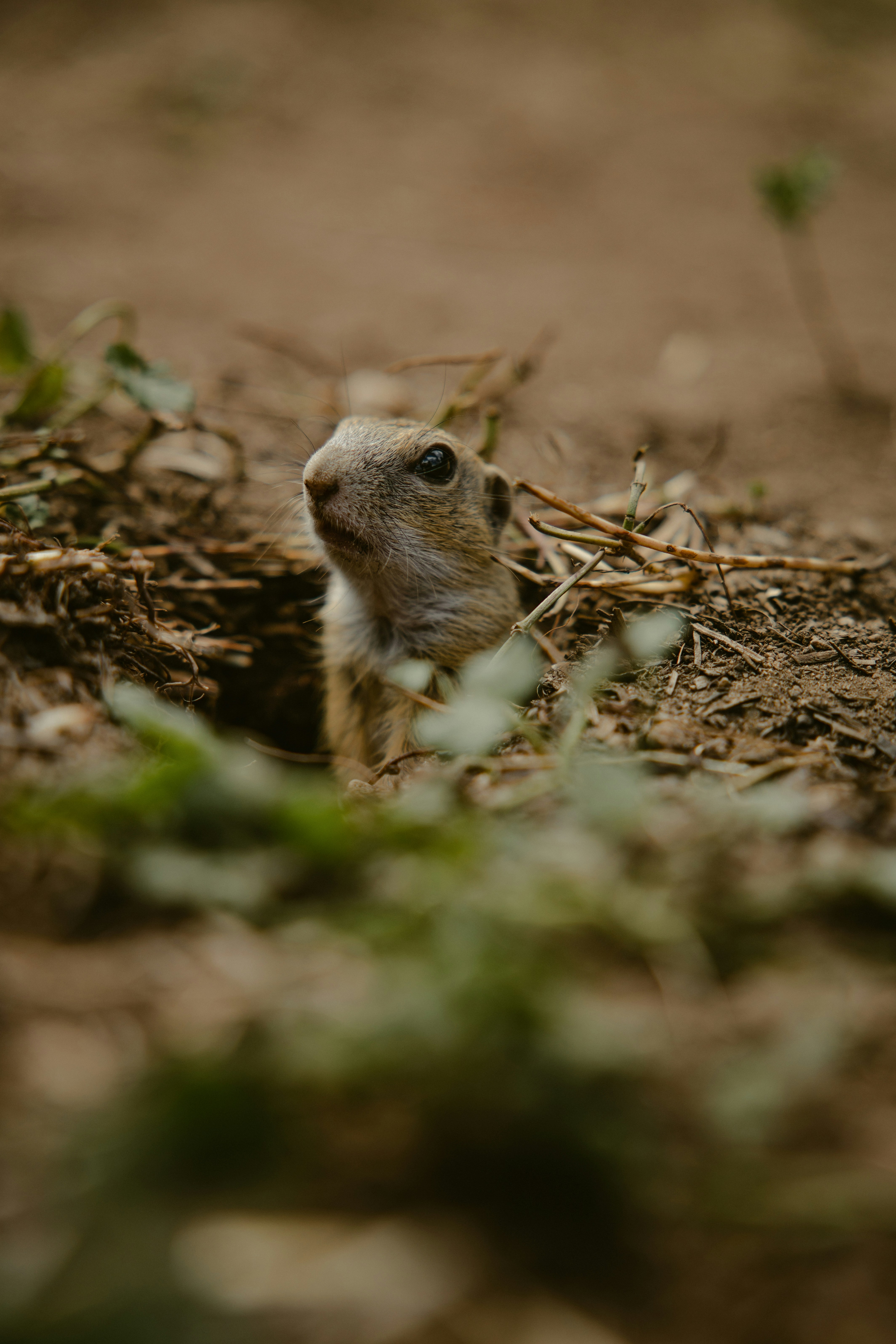 a small animal in the dirt
