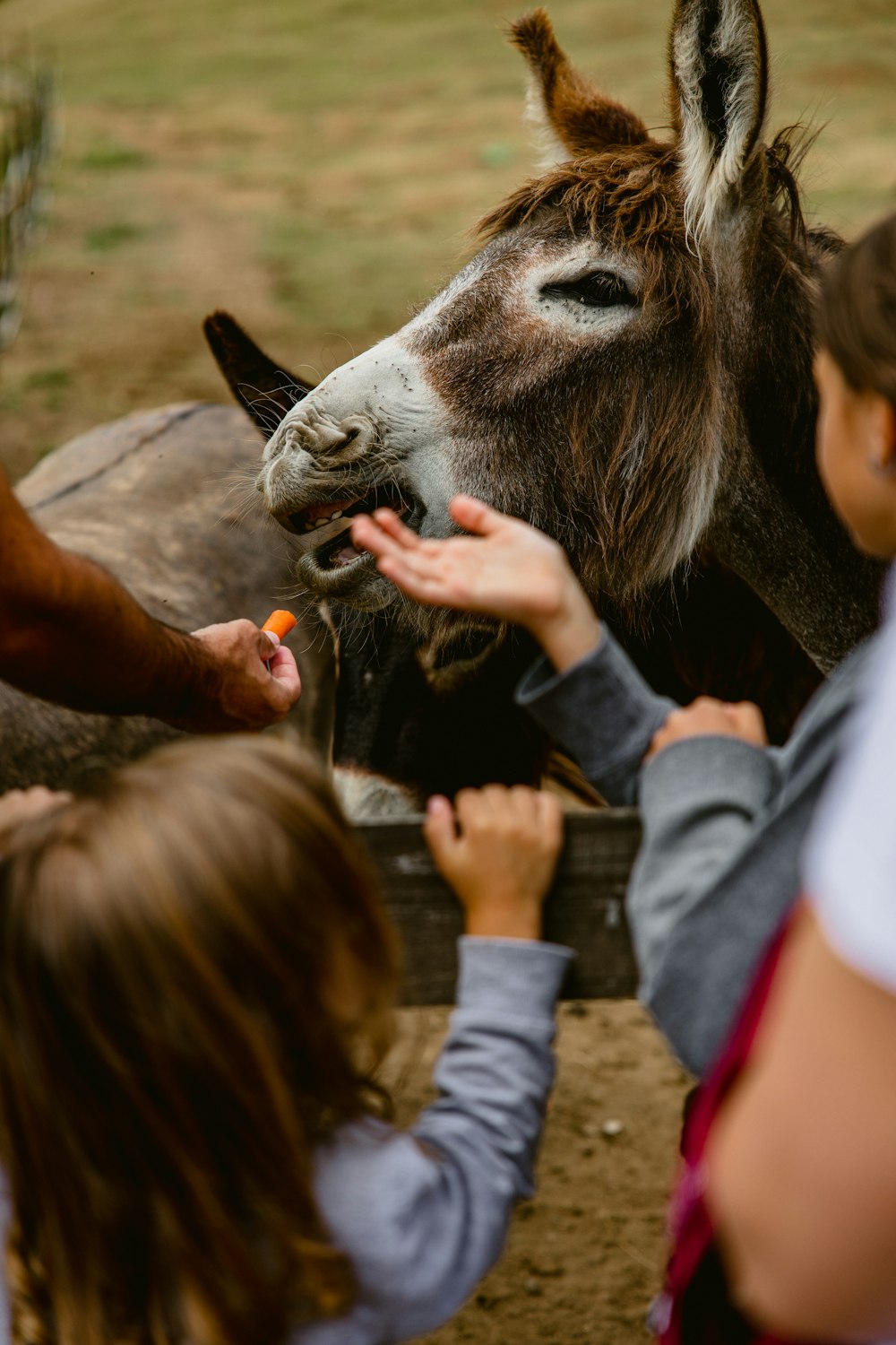 a group of people feeding a donkey