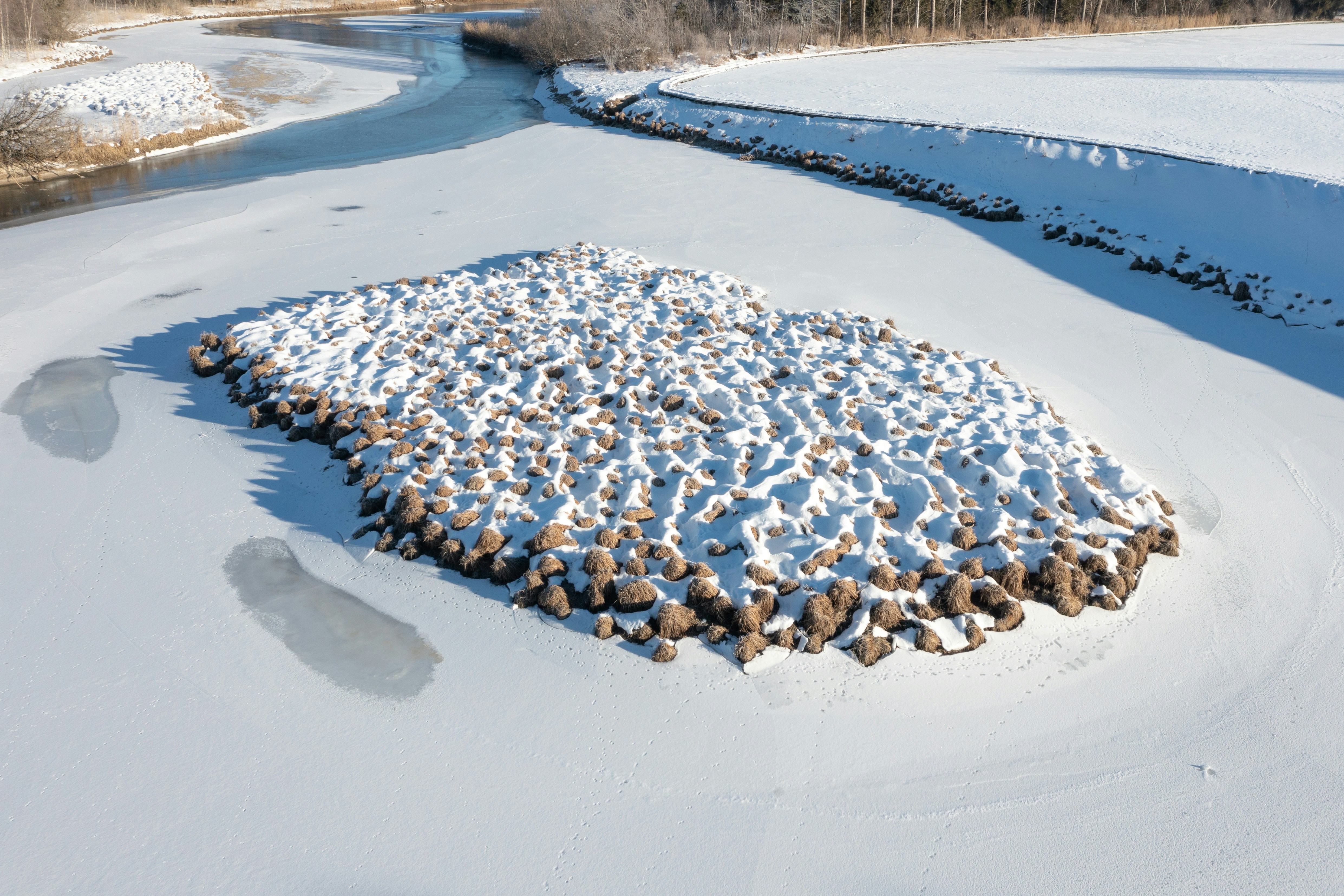 Un gran grupo de patos en un campo nevado