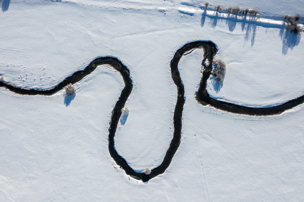 a snake in the snow