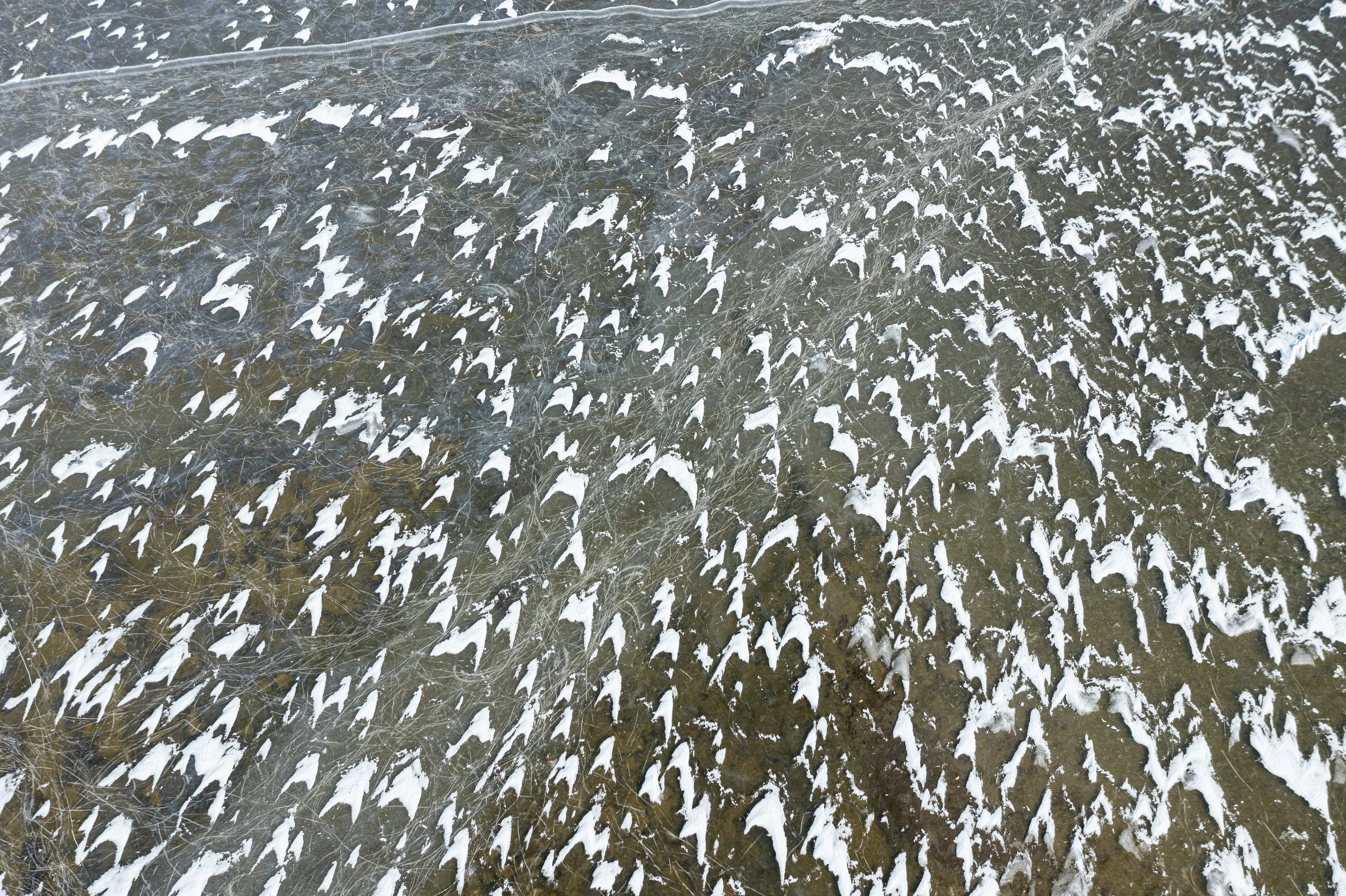 Un primer plano de un árbol