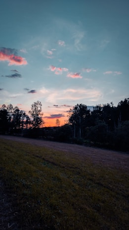 A picturesque sunset over a field of mature red sandalwood trees.
