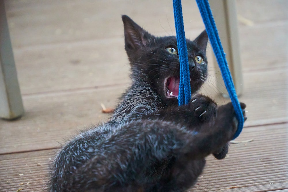 a cat with a blue face mask