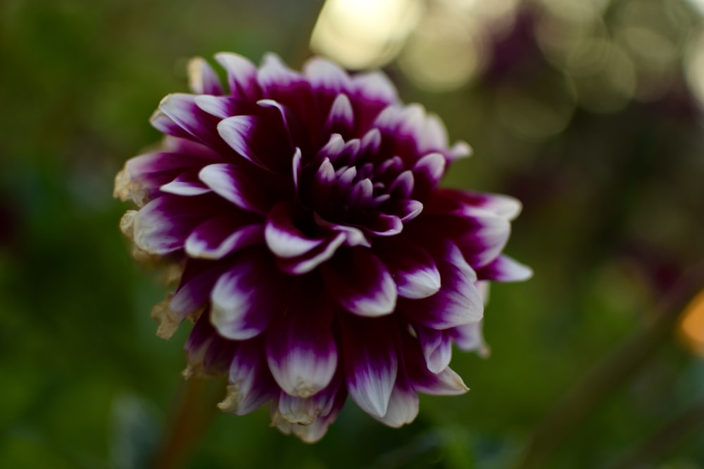 a purple flower with green leaves