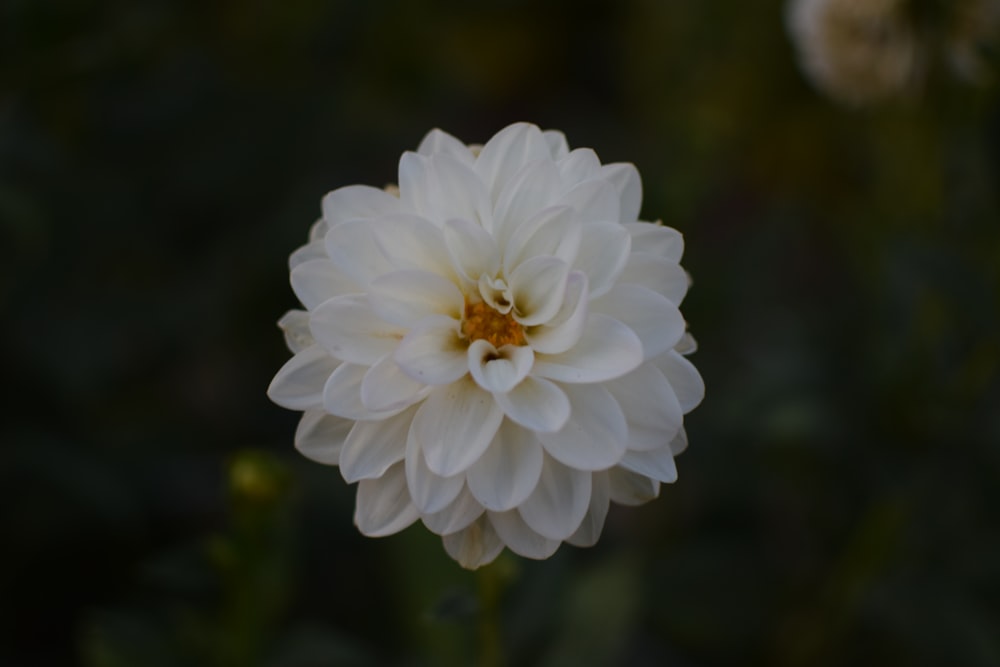 uma flor branca com um centro amarelo