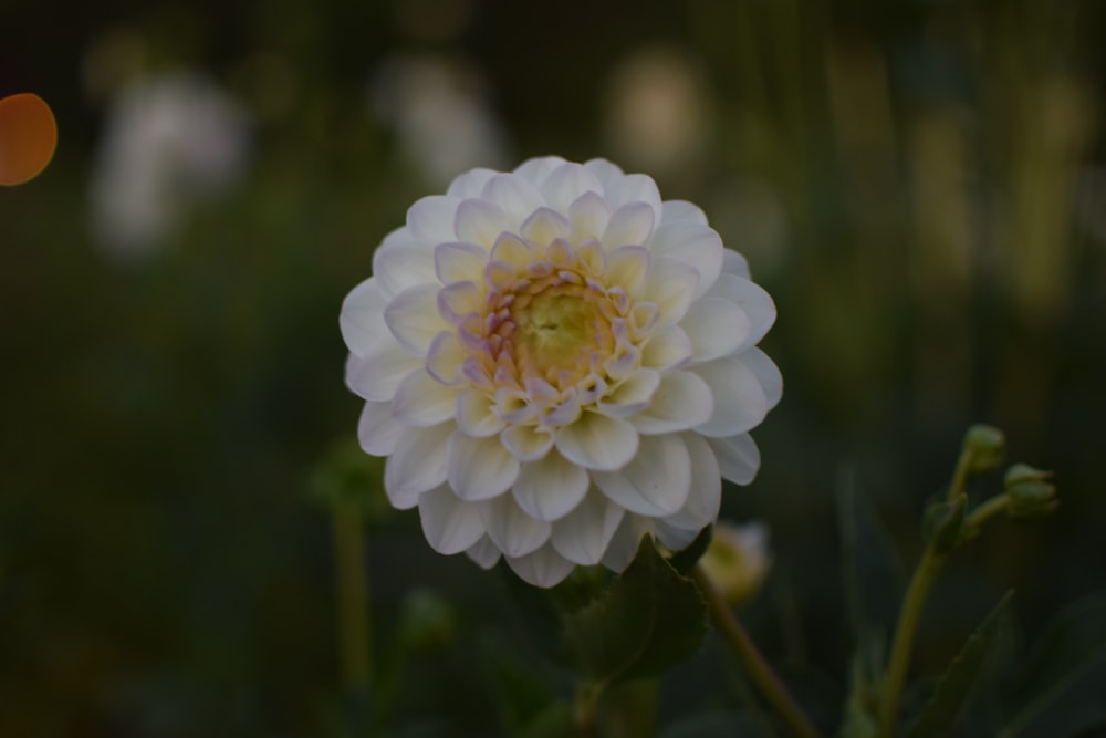 un fiore bianco con centro giallo