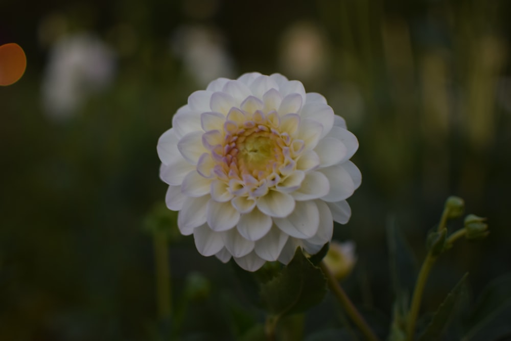 a white flower with yellow center